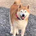 吳太太